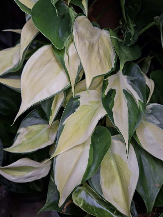 Philodendron Hederaceum Variegata i Cream Splash