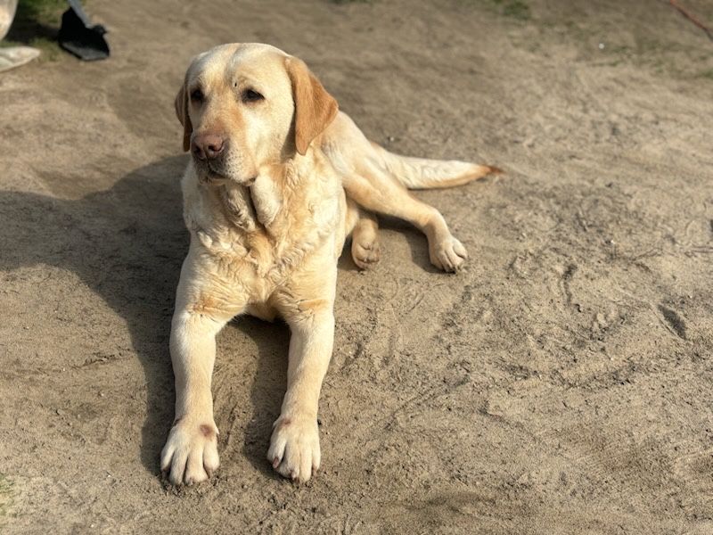 Labrador dorosła sunia