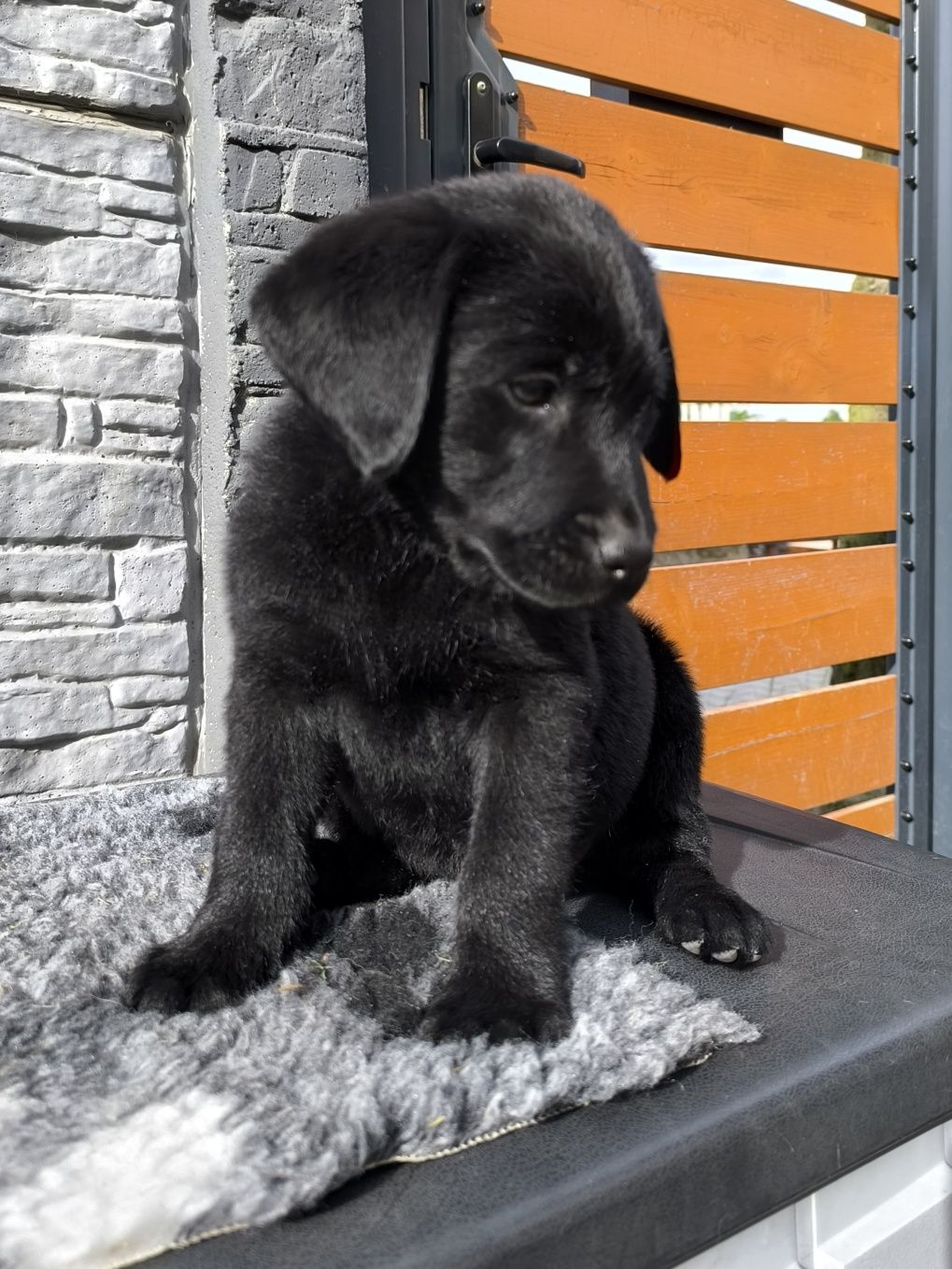 Labrador Retriever czarny samiec gotowy do odbioru