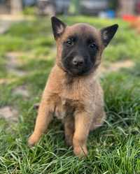 Owczarek Belgijski Malinois ZKwP/FCI