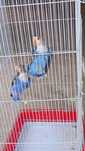 Disponivel agapornis femea