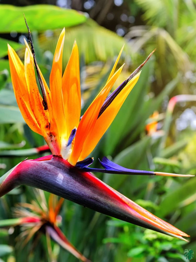 Strelitzia / Estrelícia Reginae