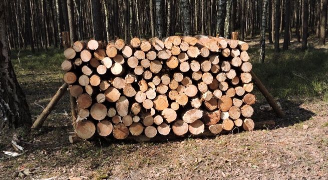 Drzewo opałowe Sosna i Osika