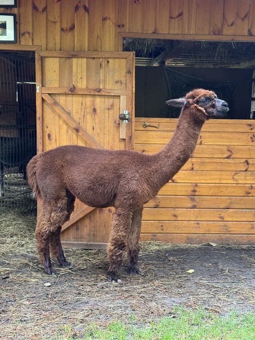 Alpaka premium samiec, samice, Alpagi
