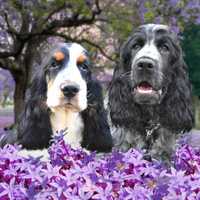 cocker spaniel angielski piesek