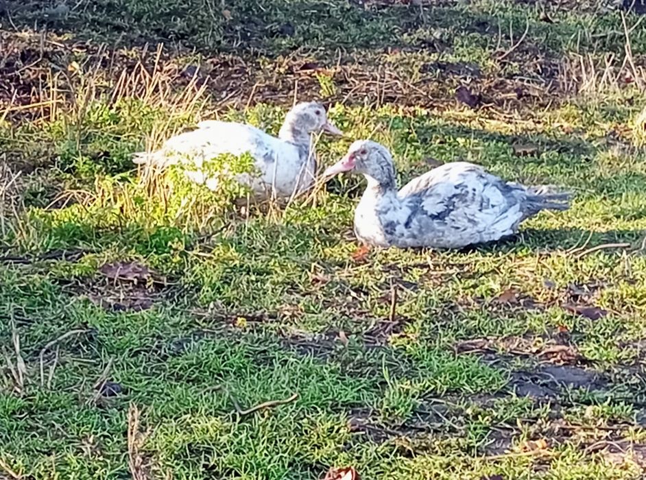 Kaczki francuskie kaczor