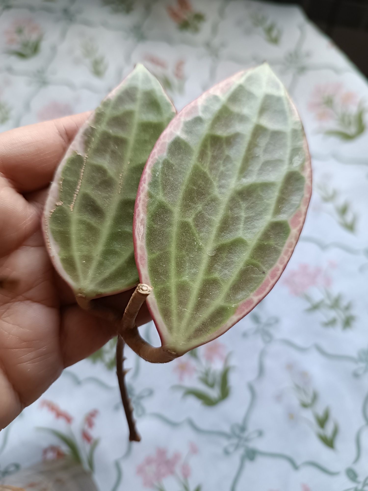 Hoya macrophylla albomarginata