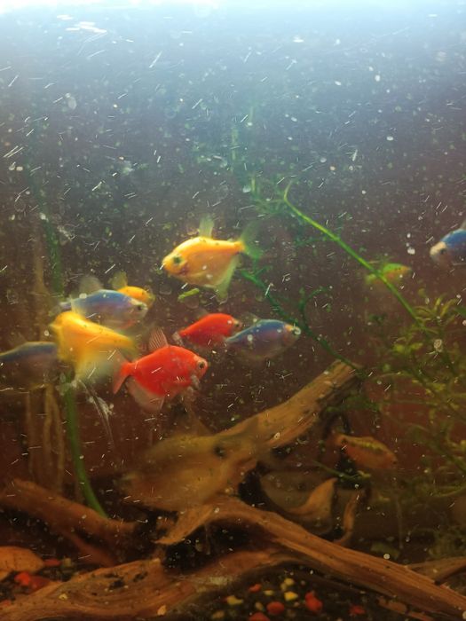 Akwarium 60l z rybkami filtrem i napowietrzaczem