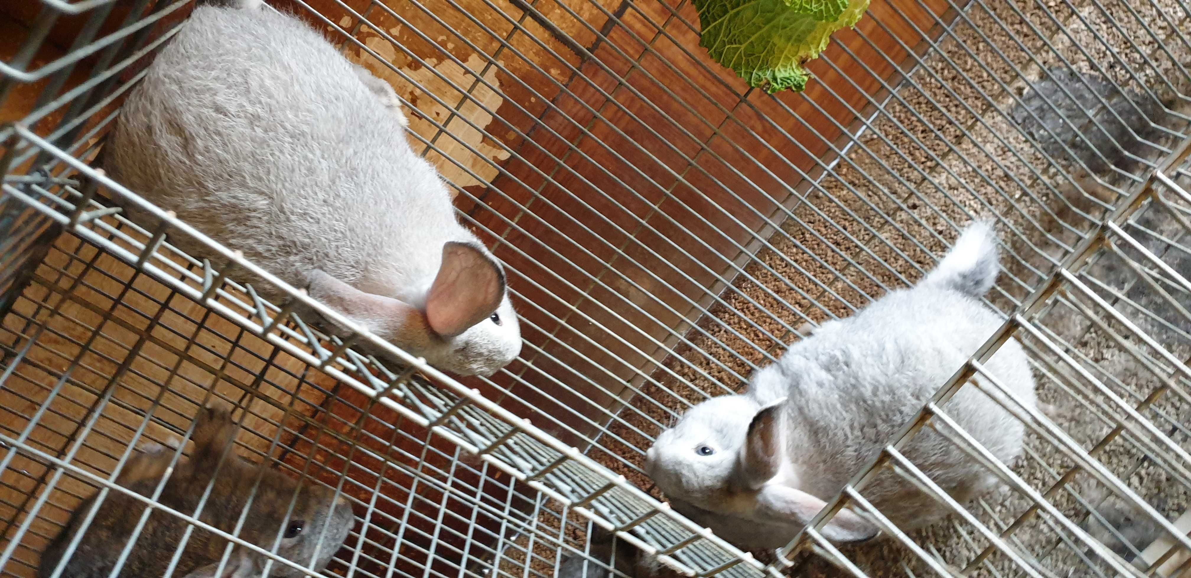 Coelhos Caseiros