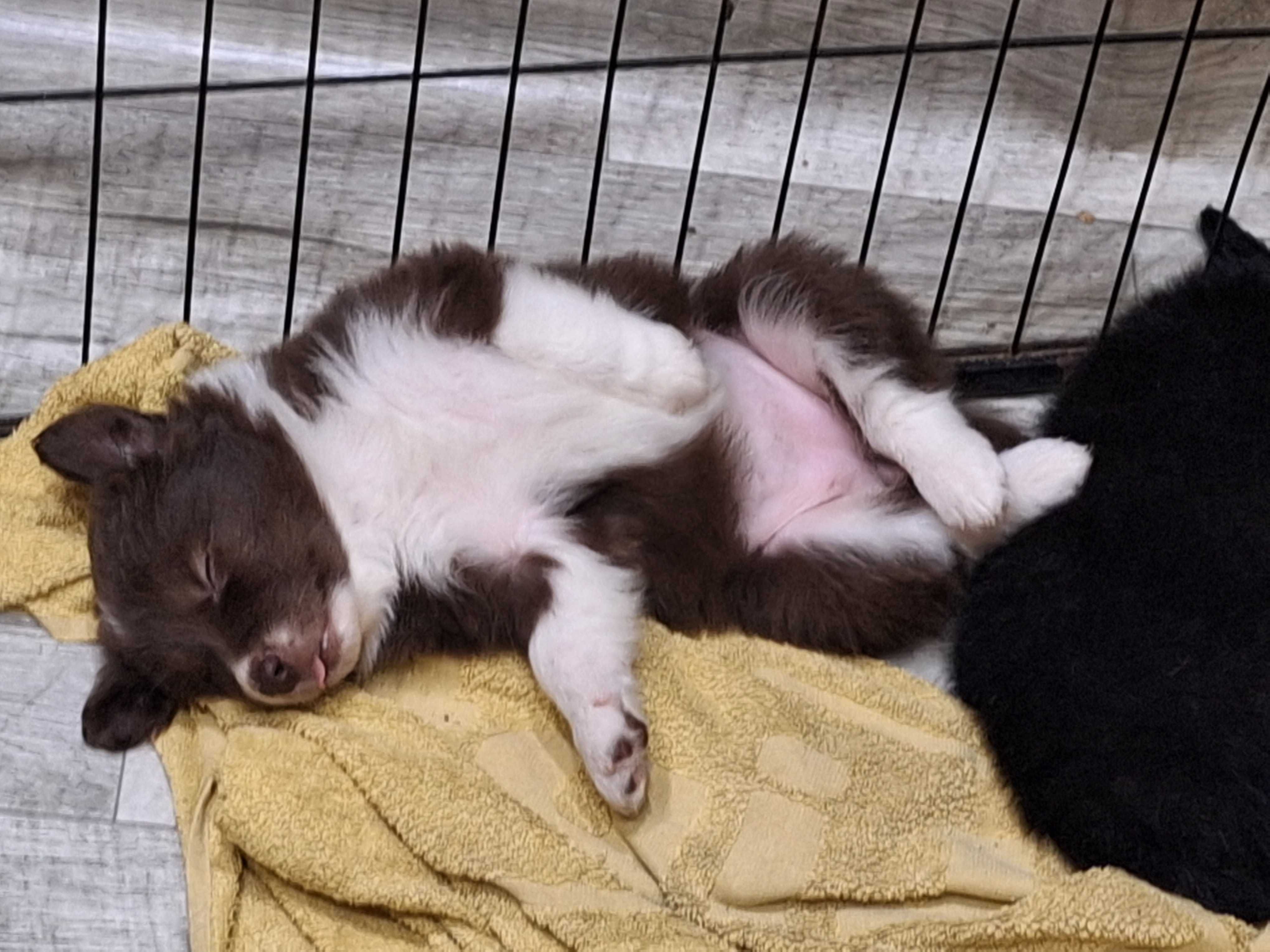 Suczka Border Collie Czekoladowa