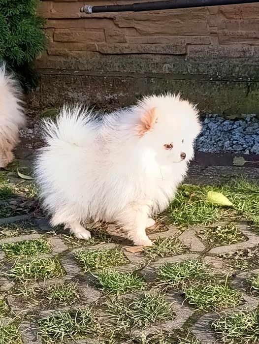Piesek Szpic Miniaturowy Pomeranian