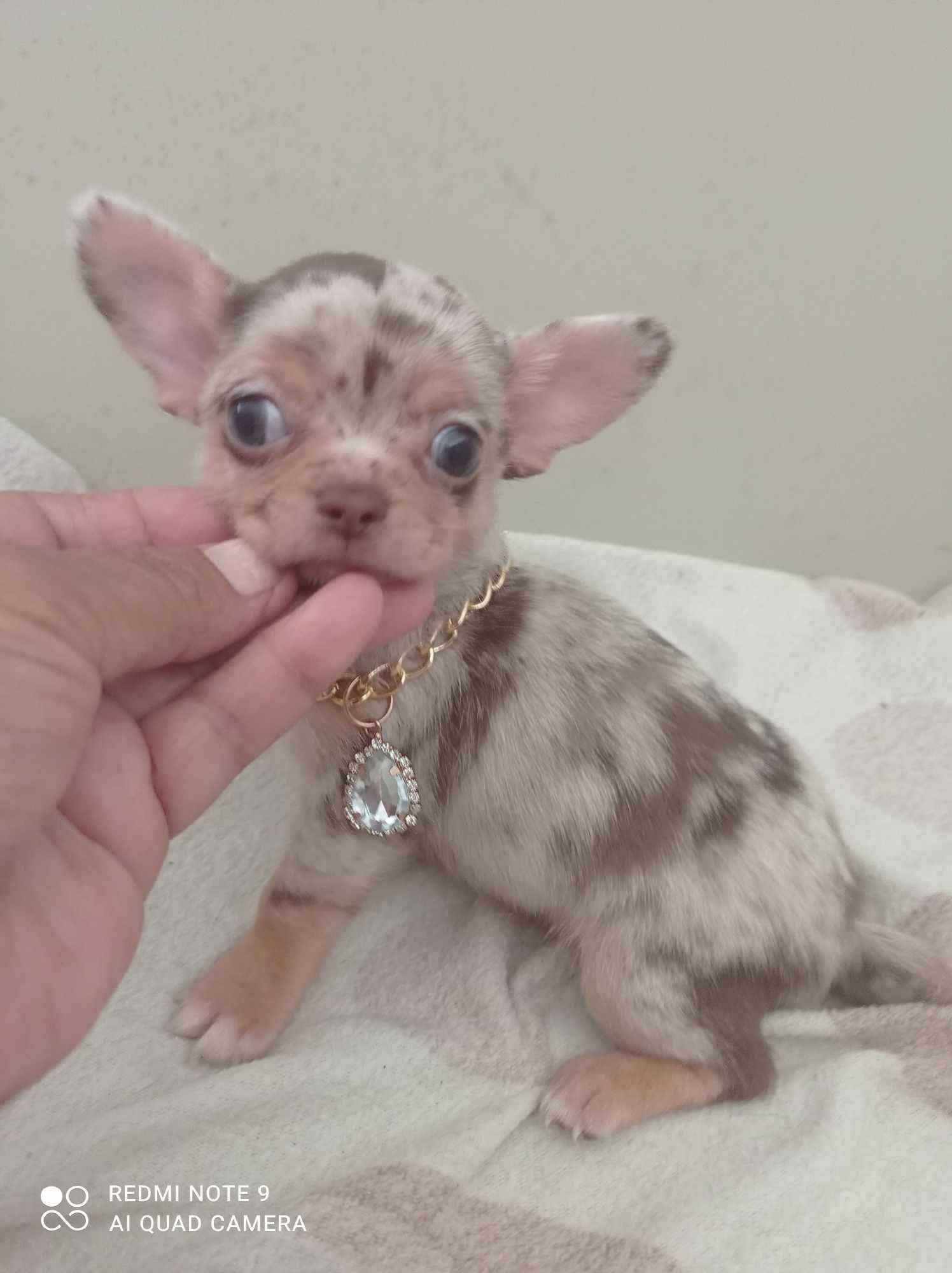Espetacular machinho Hiper miniatura Chihuahua Linha Russa