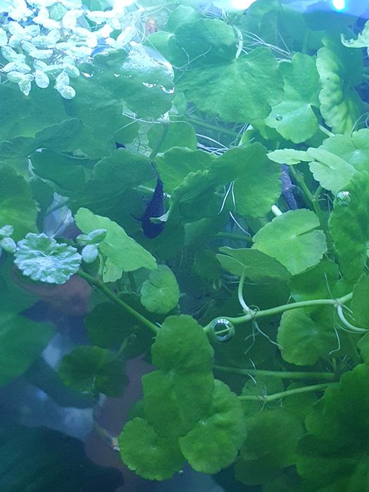 Młode glonojady zwykłe około 30 szt