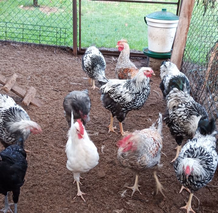 Koguty leghorn, legbar cream, wyandotte srebrnołuskowanej, zielononóż