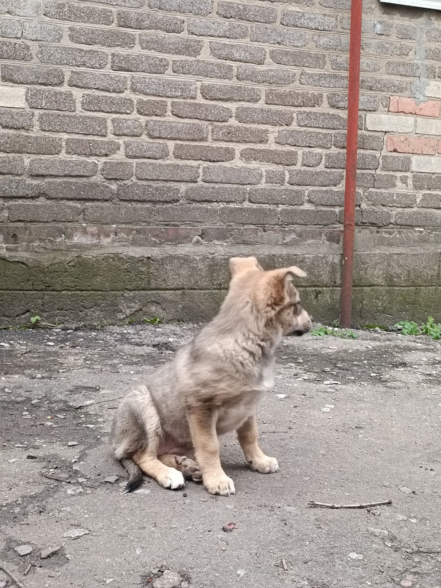 Щенок , девочка, отдаю в хорошие руки