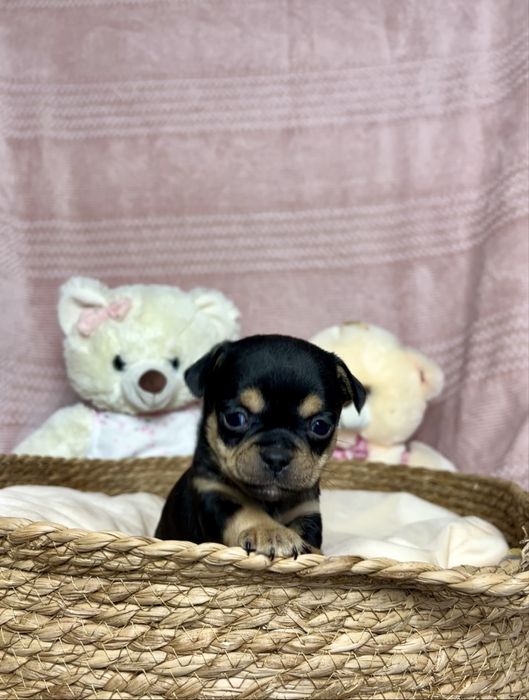 Mini Uroczy Piesek Chihuahua Rodowód