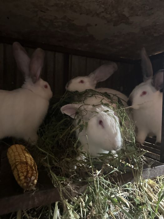 Продам кроликів різні ціни