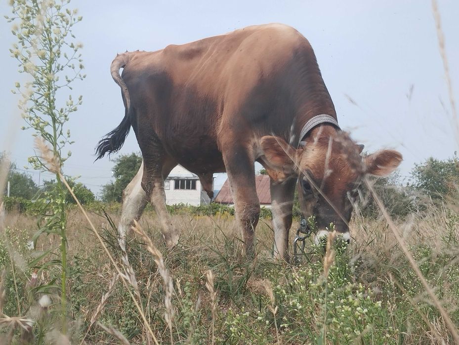 Бичок джерсейської породи