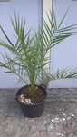 Plantas e árvores