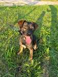 Cudowny Bruno szuka domu, 1,5 roku 10kg