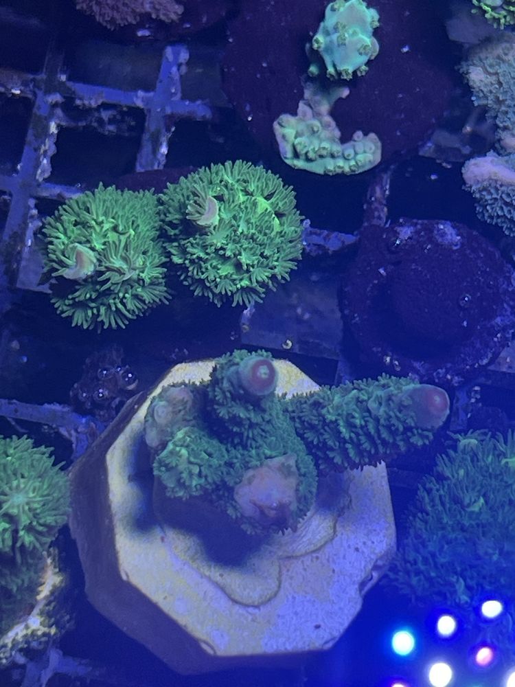 80 Acropora Formosa Green Zielona Sps Poznan Koralowiec Morski