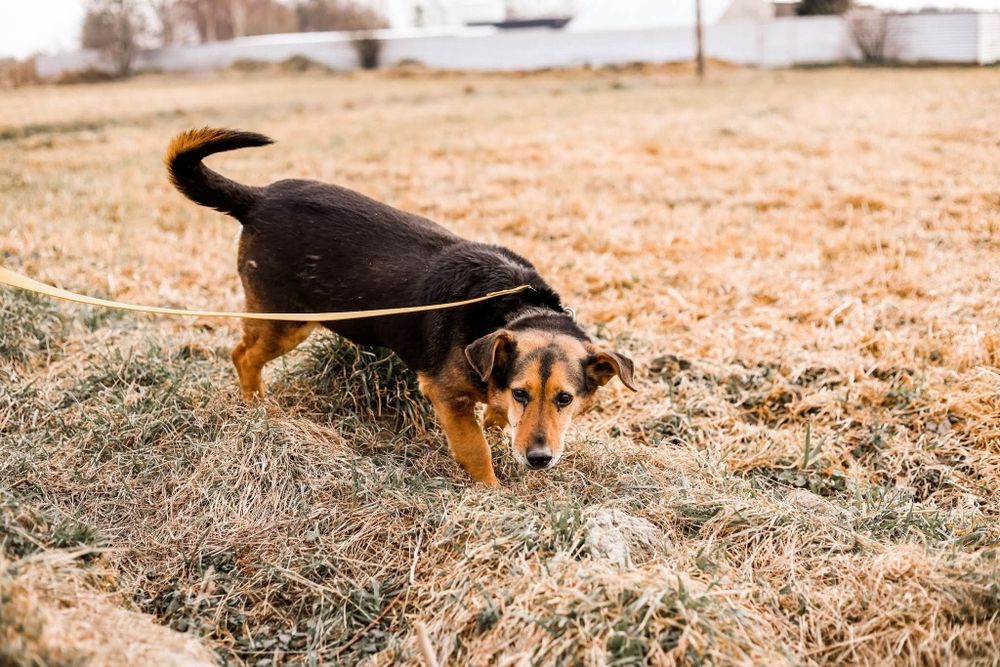 Mały piesek w typie jamnika do adopcji