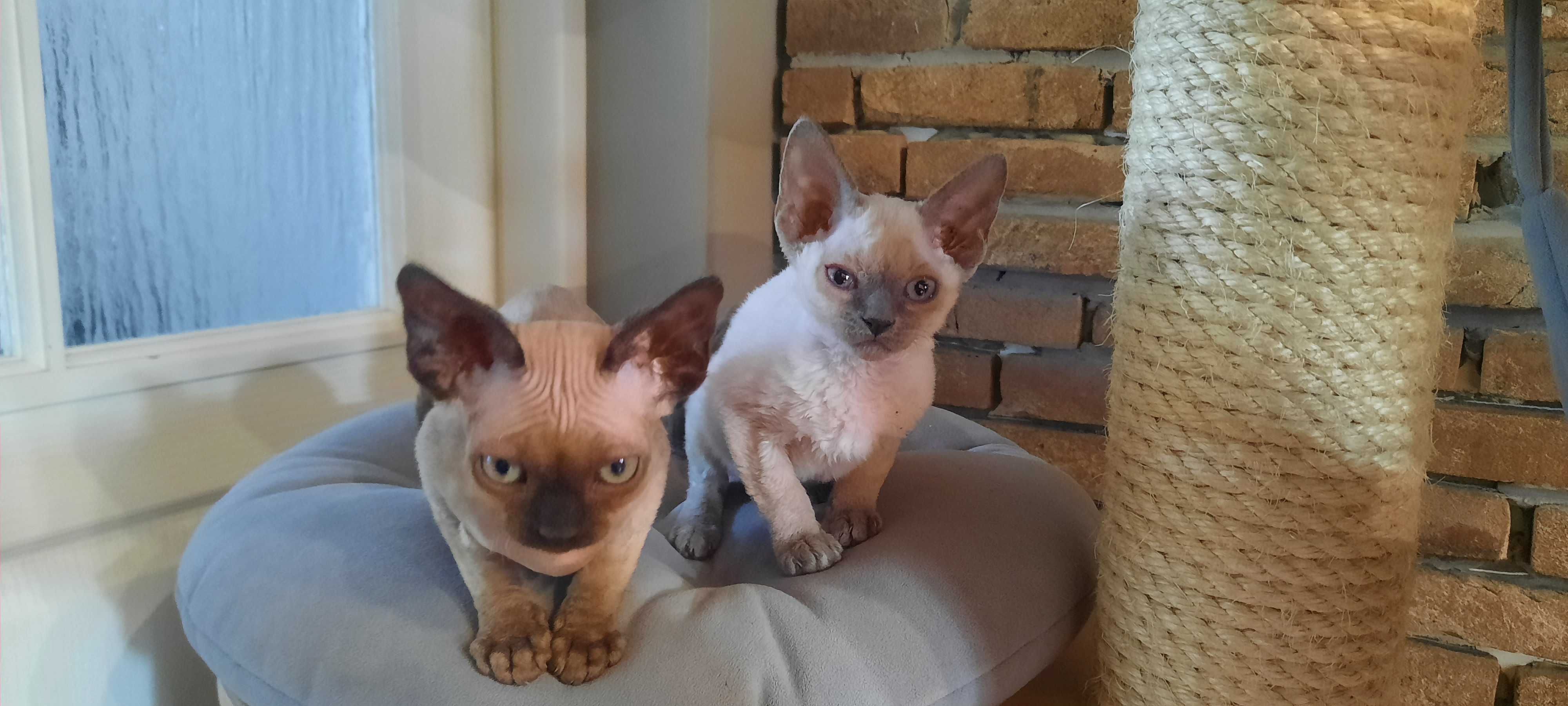 Devon rex, kocurek ,Fpl