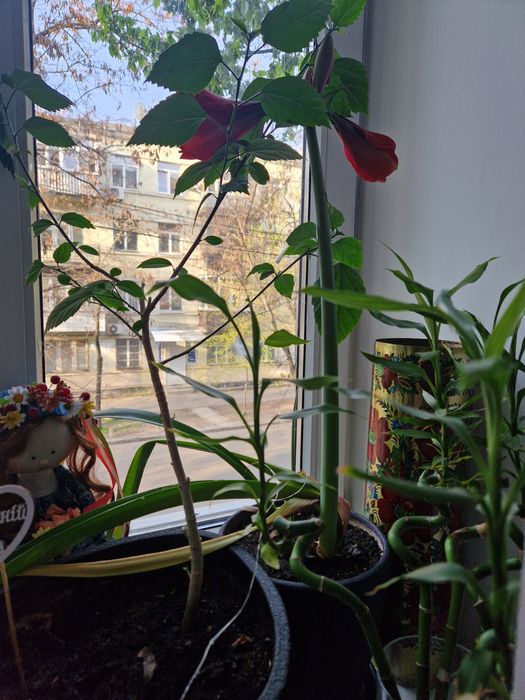 Червоний гіпераструм