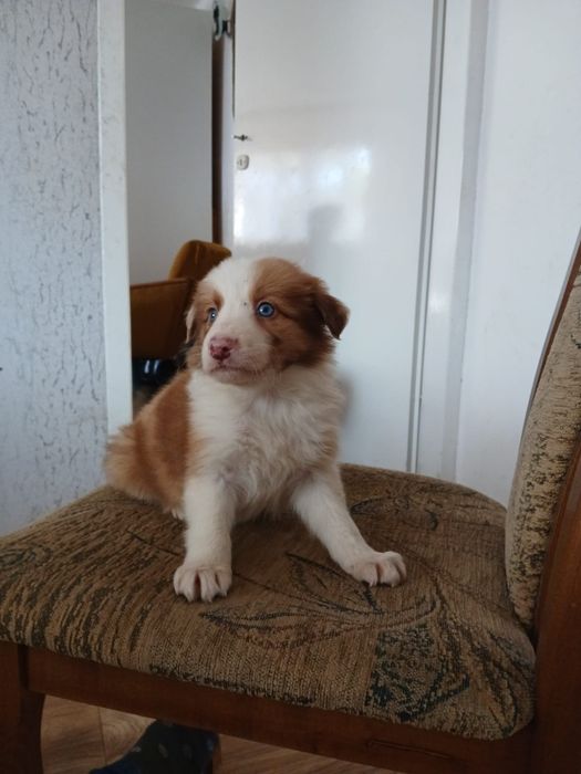Szczeniak borde collie