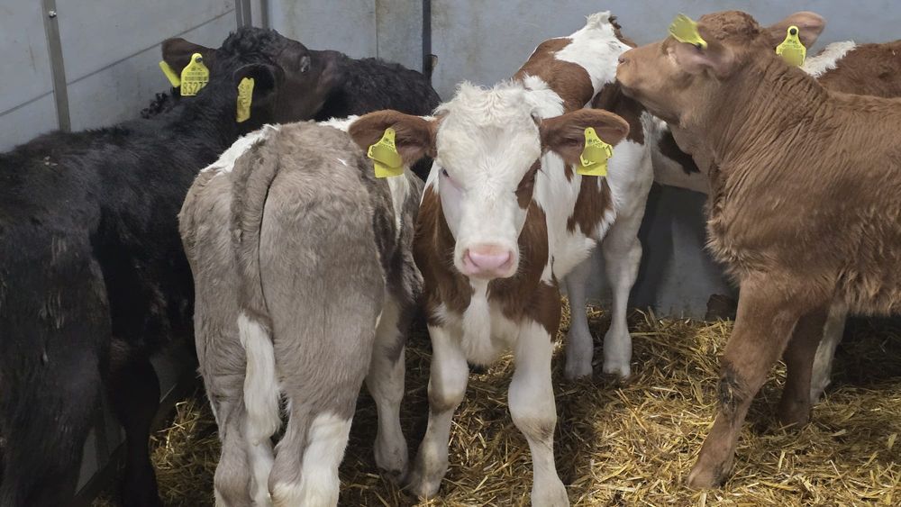 15 byczków wiek okolo 6 tygodni