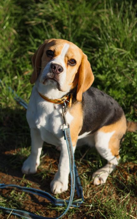 Beagle Szczenię 8 miesiecy FCI ZKwP profil DNA