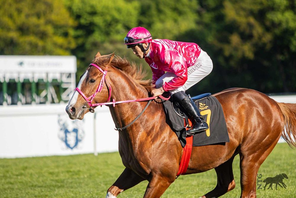 Zjawiskowo piękny ogier pełnej krwi angielskiej