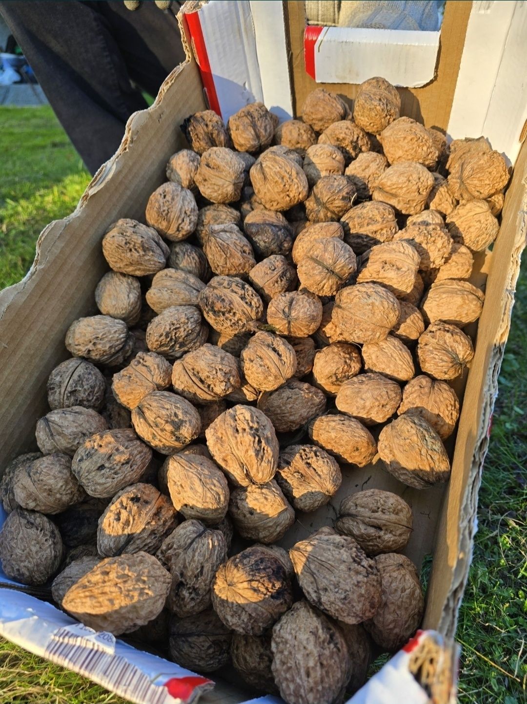 Orzechy włoskie w łupinie 6kg