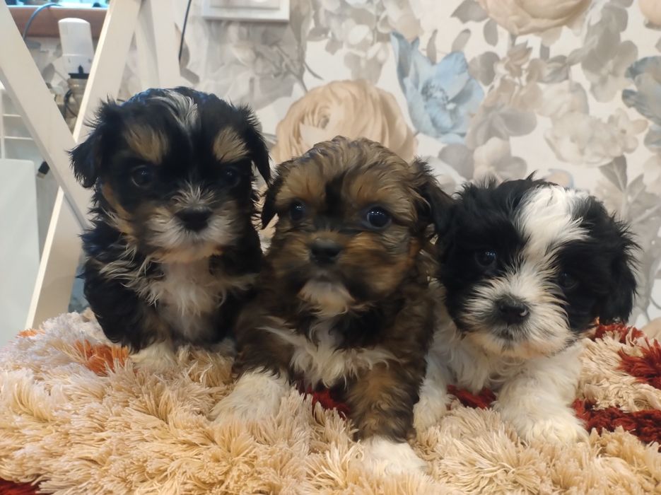 Sprzedam pieska Shih TZU