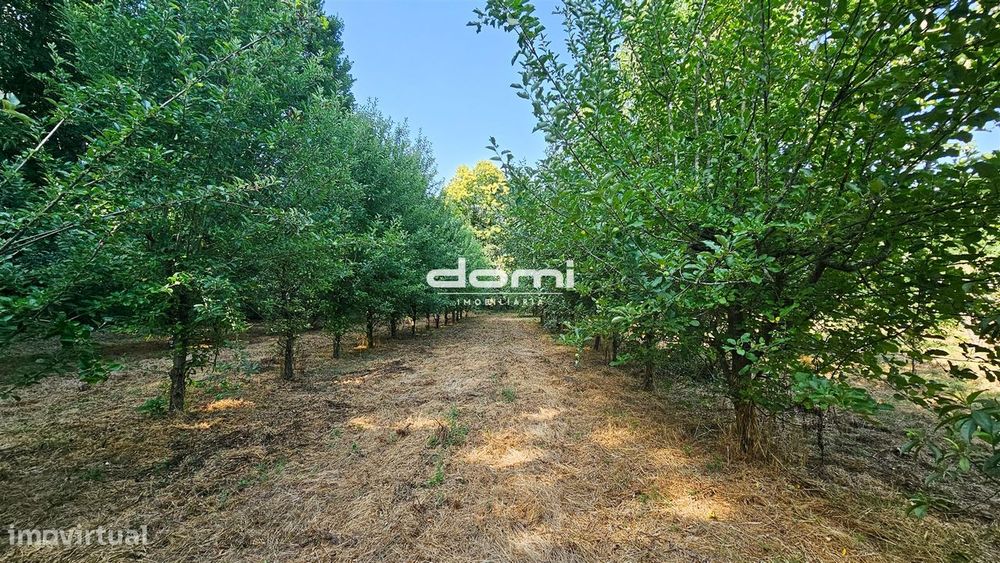 Terreno agrícola nas margens do Rio Sul – São Pedro do Sul 🌿