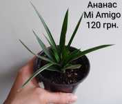 Продаю дітки кімнатного ананаса.