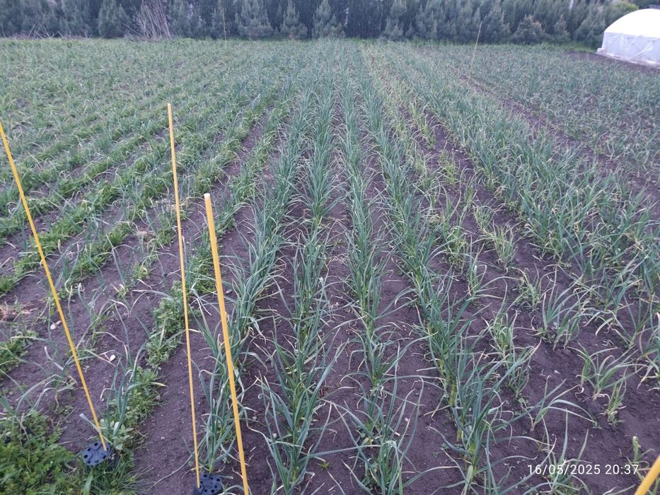 Czosnek spożywczy Majówka 1kg, duże główki