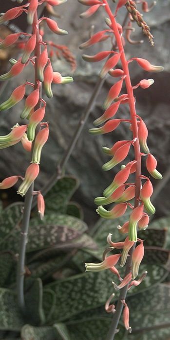 GASTERIA PILANSII kwiat doniczkowy