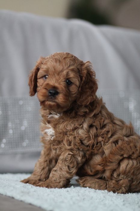 ***Śliczny Cavapoo**