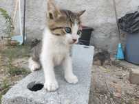 Gatinhos para Adoção