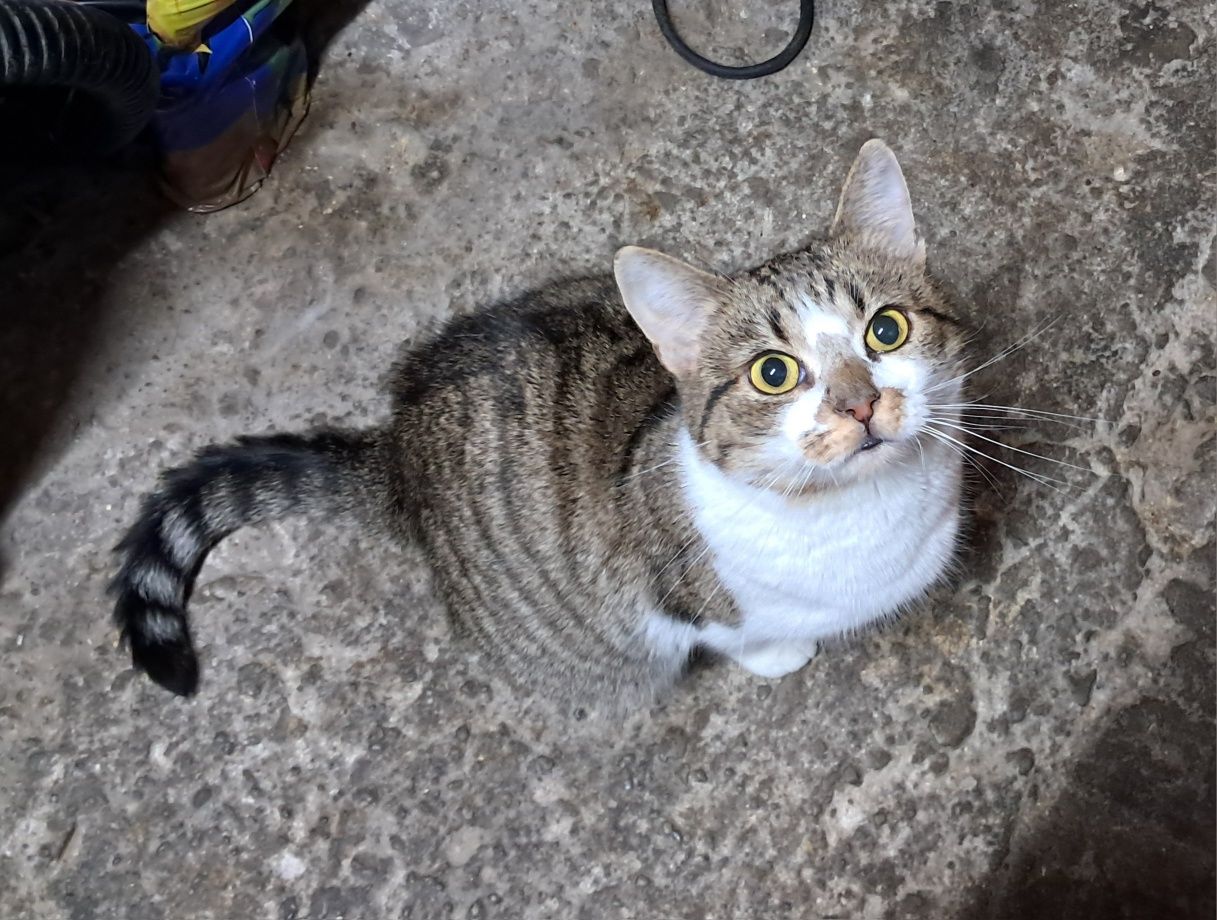 CLEO cudowna 2letnia koteczka szuka domu