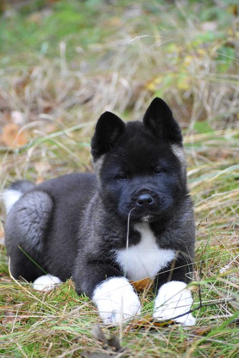 Akita amerykańska - suczka FLAVIA FCI/ZKwP