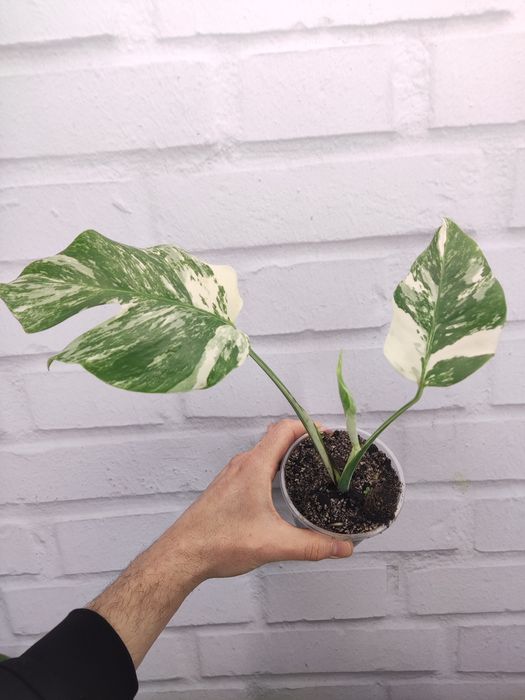 монстера варієгатна колекційні рідкісні monstera adansonii
