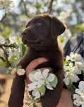 Labrador Retriever czekoladowy szczeniak