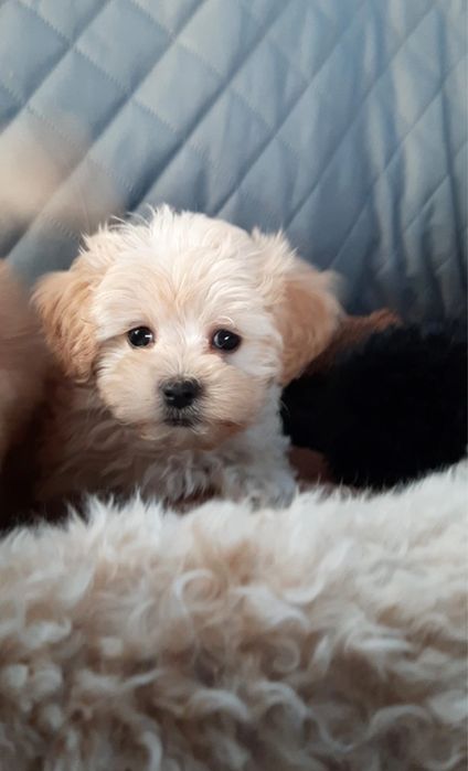 Міні хлопчик Карамельний Мальтипу f1