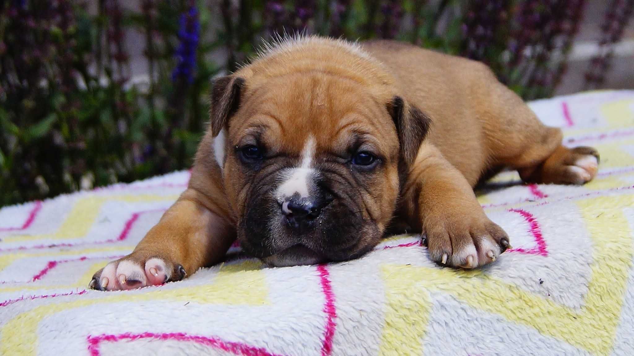 Everlast ,mocny samiec Amstaff ZKwP FCI,  do rezerwacji