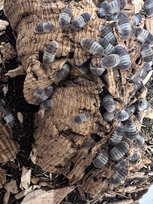 Isopody Cubaris panda king - 200 szt