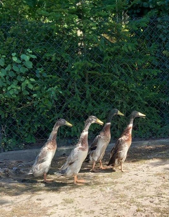 Kaczory biegusy indyjskie