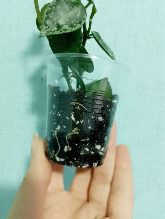 Хойя Крохніана Сплеш