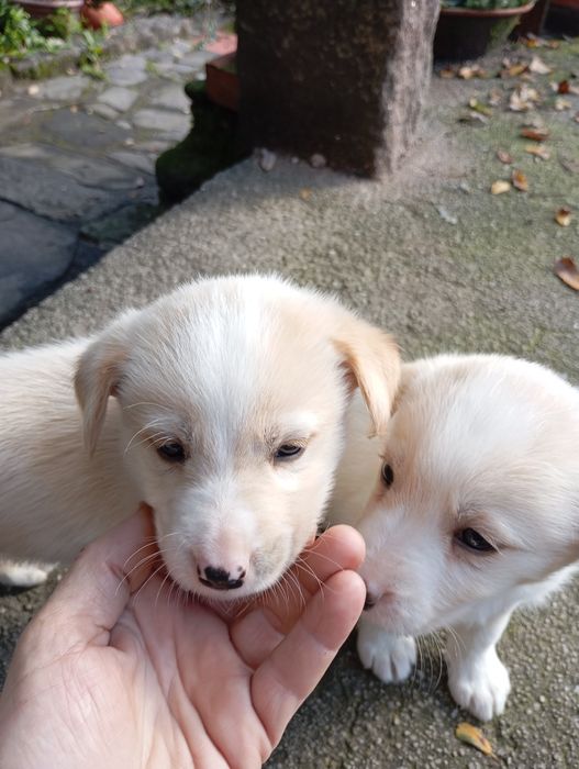 Crias de husky para doar.